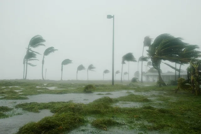 key west, florida, hurricane dennis, storm, wind, nature, windy, rain, dangerous, landscape, palms, palm trees, hurricane, grass, sky, clouds. How to read a weather alert