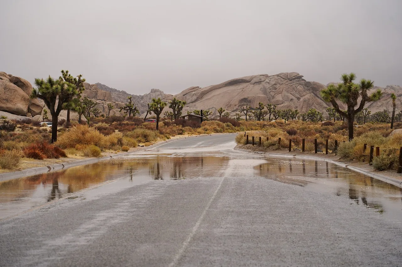 Shallow floodwater covering part of a paved road in Joshua Tree National Park